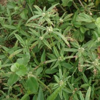 <i>Spermacoce pusilla</i>  Wall.